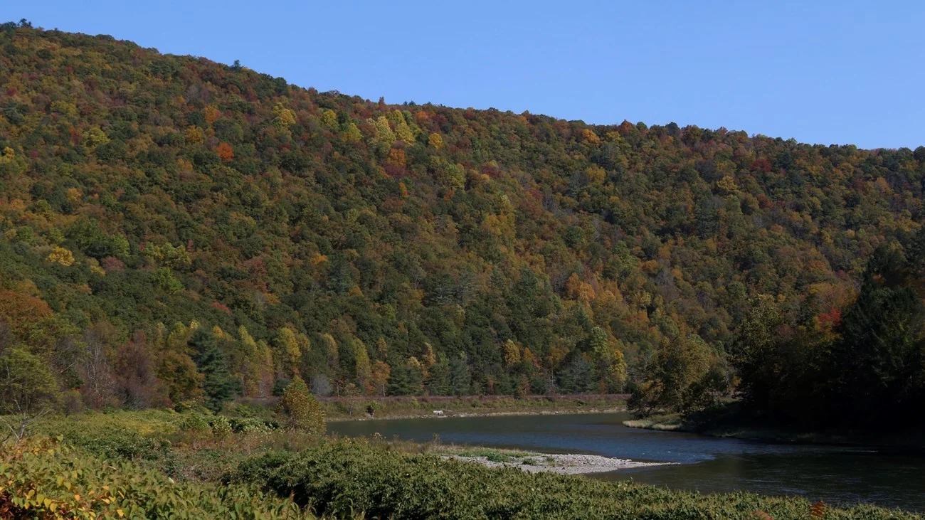 Autumn forest along the Delaware River between Buckingham and Long Eddy.